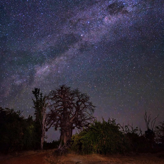 South Luangwa - Big baobab with milky way